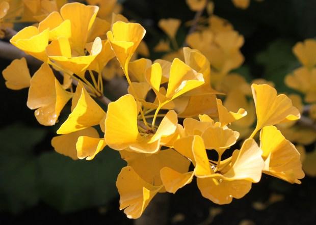 Ginkgo Biloba, plantas medicinales