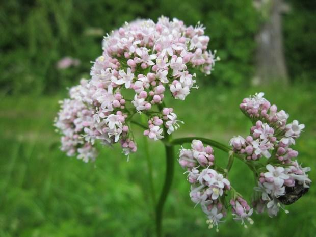 Valeriana, plantas medicinales
