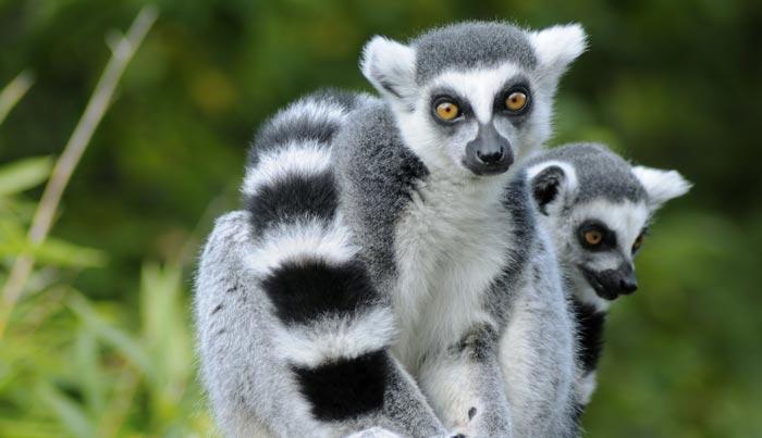 luna de miel en africa madagascar