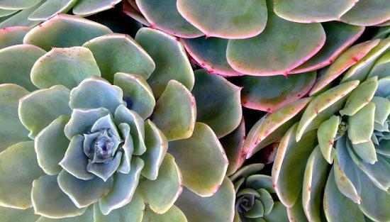 tipos-de-plantas-suculentas