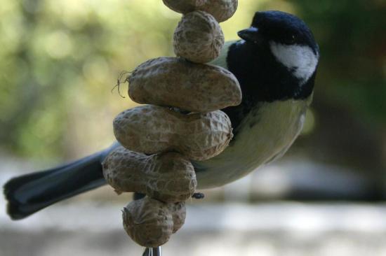 carbonero cacahuetes