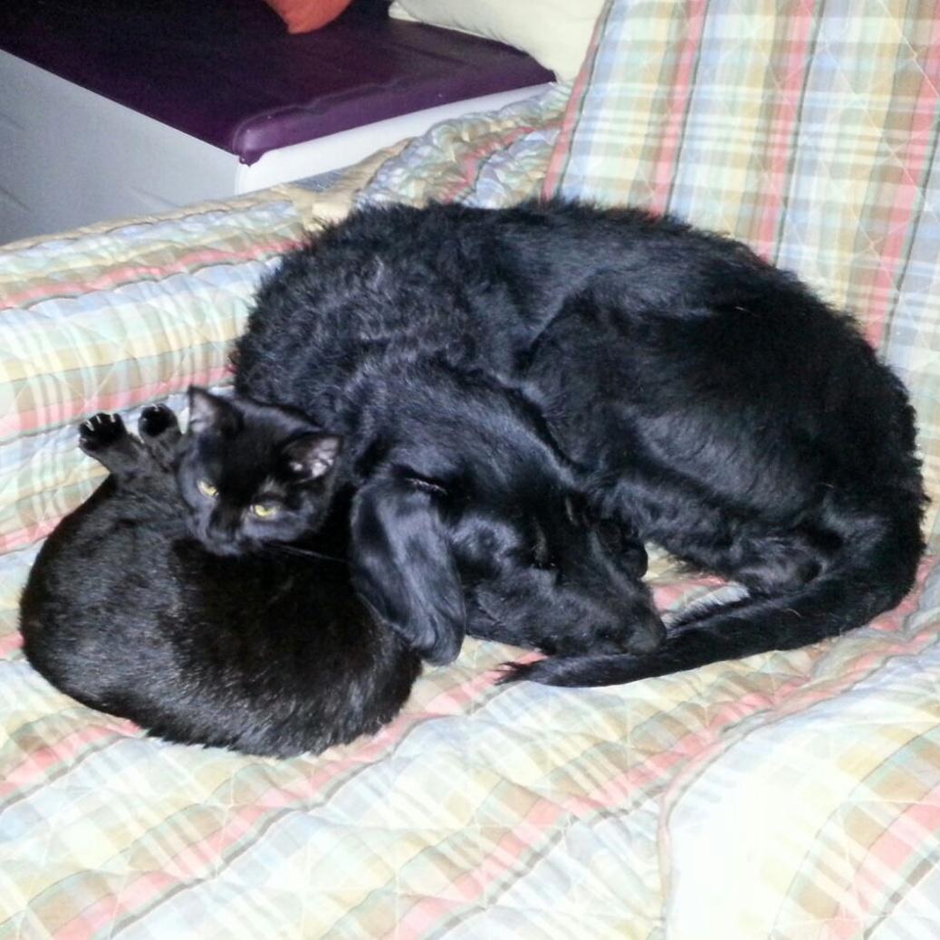 Bagheera_Sasha_ene16