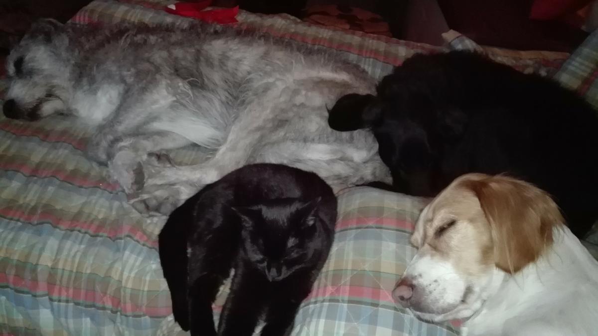 Las 4 peludas echándose la siesta juntas