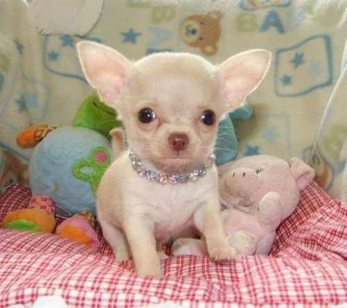 Chihuahua-Lindos-Y-Adorables-Cachorritos-Cabeza-De-Manzana-20141110012342
