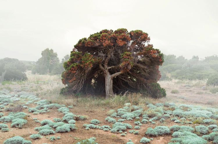 La fotogrfía de paisajes de petros koublos en wolfrik