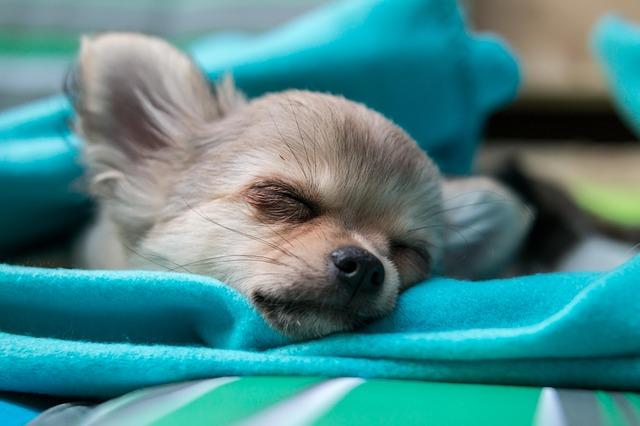 Chihuahua durmiendo