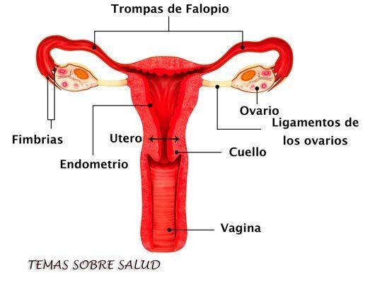 problemas que pueden afectar la fertilidad