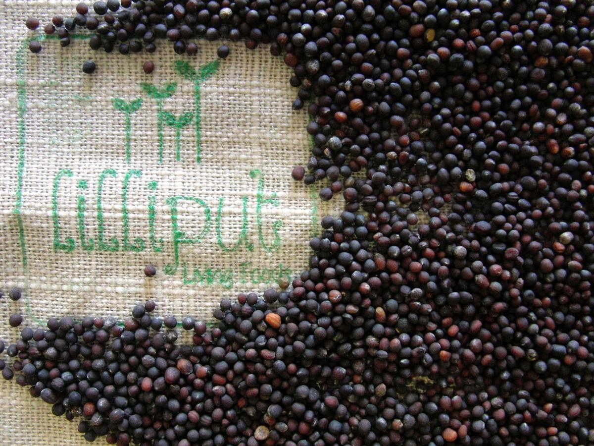 Semillas de brócoli