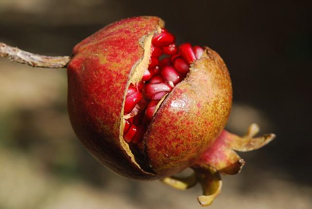 pomegranate phideal