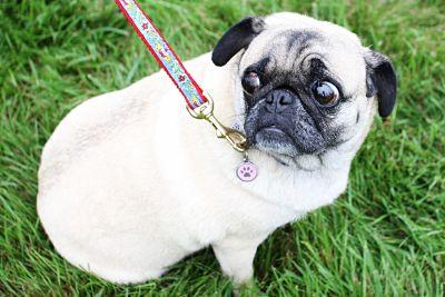 perro asustado pirotecnia