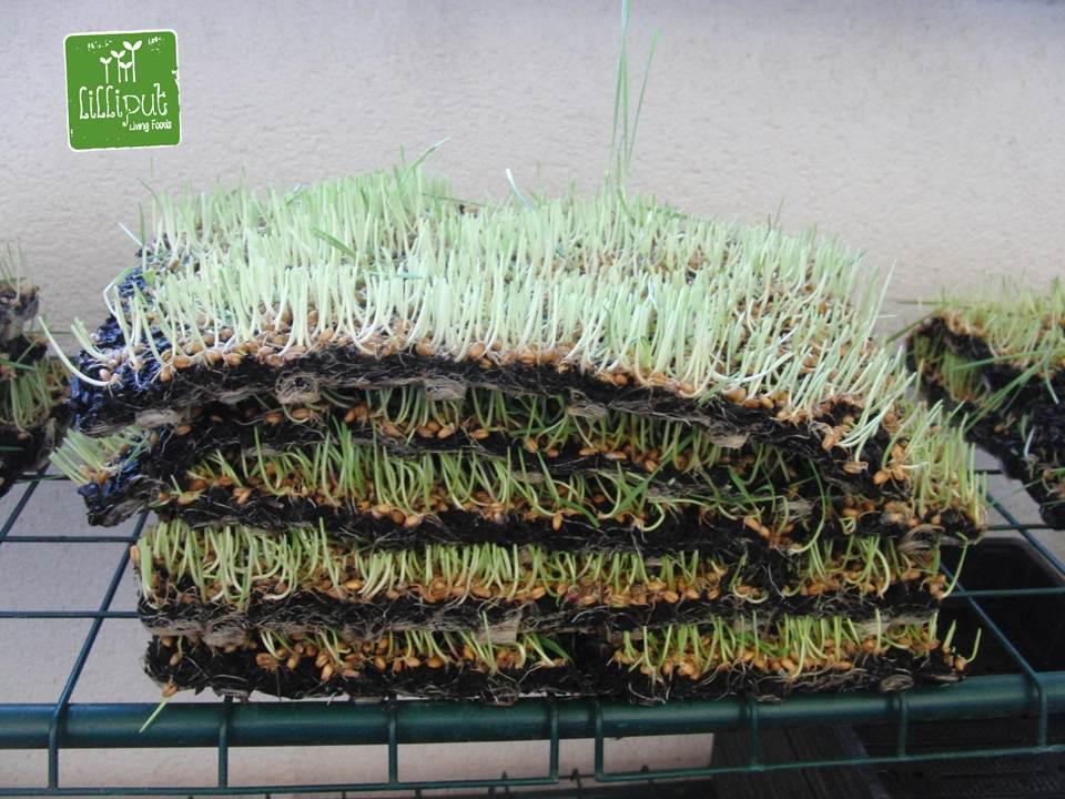 Hierba de trigo cortada