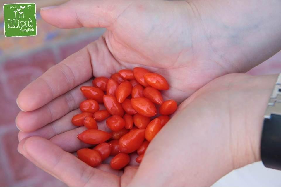 Bayas de goji frescas