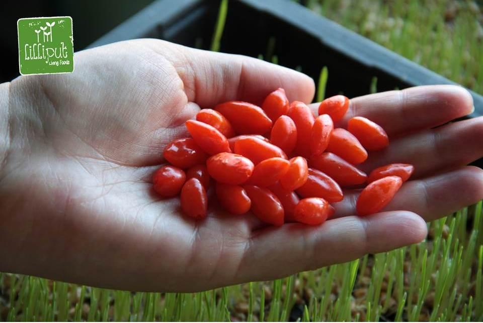 Bayas de goji frescas