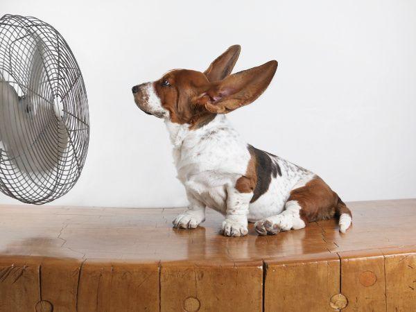 7 trucos para evitar golpe de calor de tu mascota