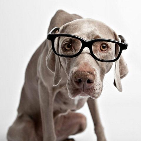 perro verdadero o falso