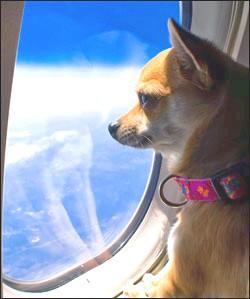 viajar en avión con tu perro