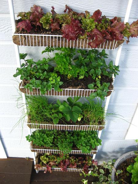 my_spice_rack_garden2