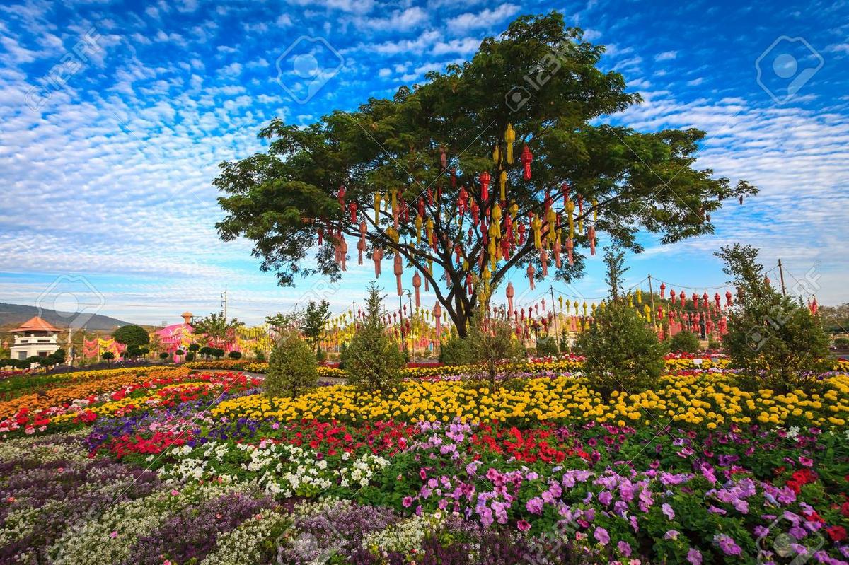 20894836-Linterna-tailandesa-en-un-rbol-en-el-jard-n-de-flores-coloridas-Chiang-Mai-Tailandia-Foto-de-archivo