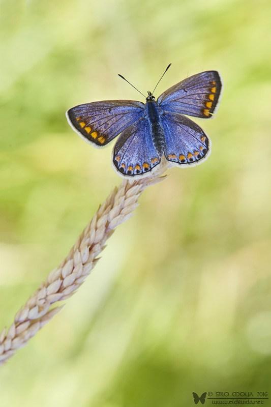 Polyommatus icarus f. caerulea(Common Blue)