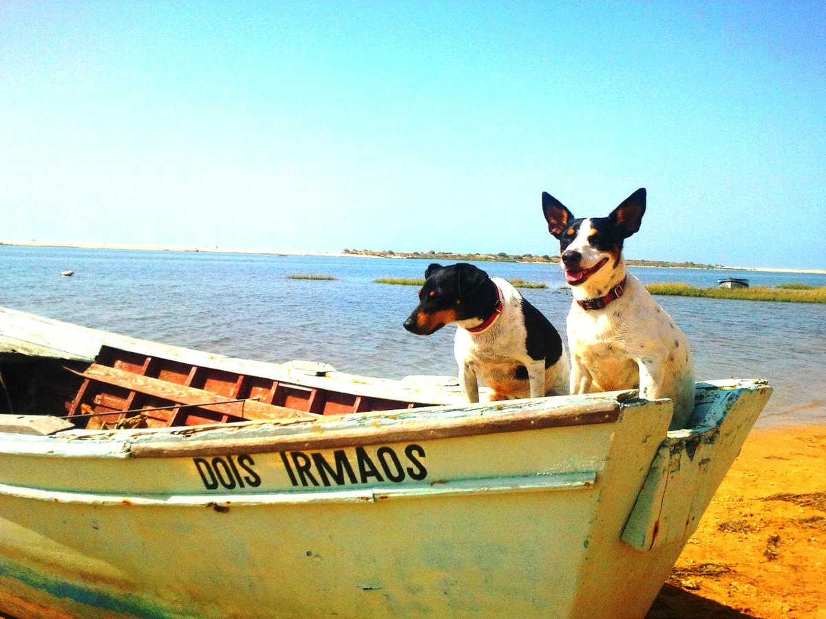 Es buena idea adoptar un perro para que le haga compañía al otro