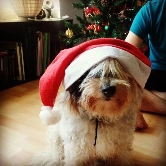 10603397_10153755580902383_2078960165526915222_n