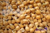 germinas