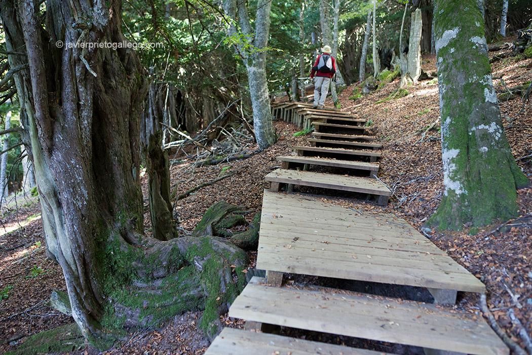 Una pasarela reocorre el interior de la Tejeda de Tosande para evitar la erosión del suelo por la afluencia de visitantes. Parque Natural de Fuentes Carrionas, Fuente Cobre- Montaña Palentina. Palencia. Castilla y León. España © Javier Prieto Gallego;
