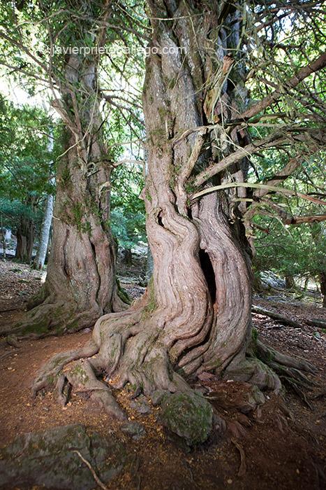 Tejos centenarios en el interior de la Tejeda de Tosande. Parque Natural de Fuentes Carrionas, Fuente Cobre- Montaña Palentina. Palencia. Castilla y León. España © Javier Prieto Gallego;