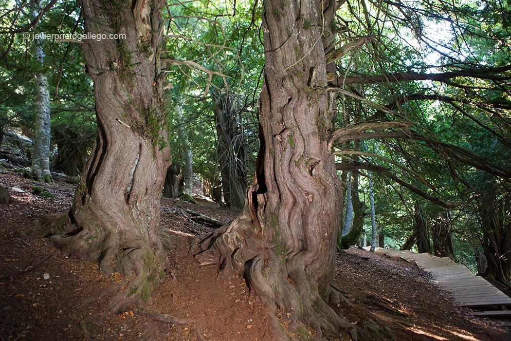 Tejos centenarios en el interior de la Tejeda de Tosande. Parque Natural de Fuentes Carrionas, Fuente Cobre- Montaña Palentina. Palencia. Castilla y León. España © Javier Prieto Gallego;