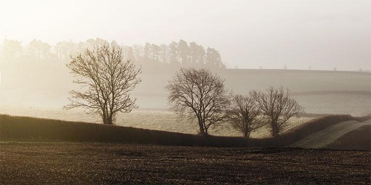 Homelifestyle-Magazine-Hotel-The-Wild-Rabbit-trees
