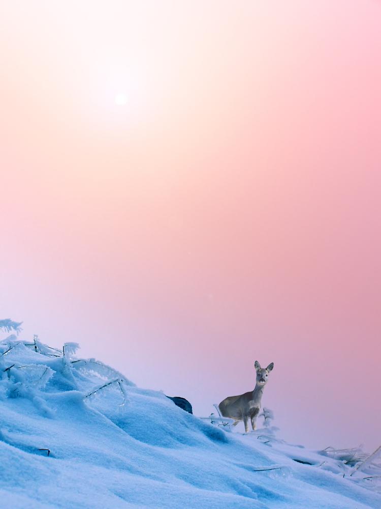 Decor Trends 2016 Pink Quartz y Serenity