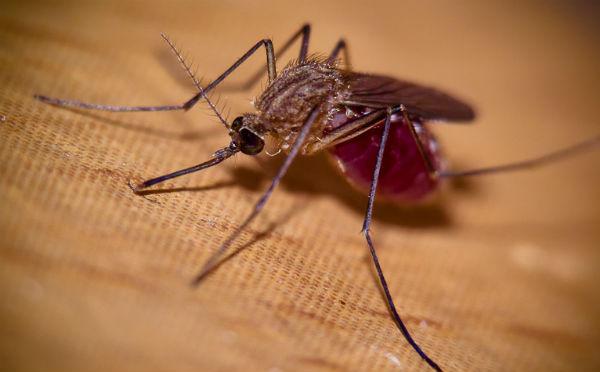 primer plano de mosquito chupando sangre