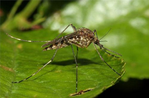 Mosquito en su ecosistema