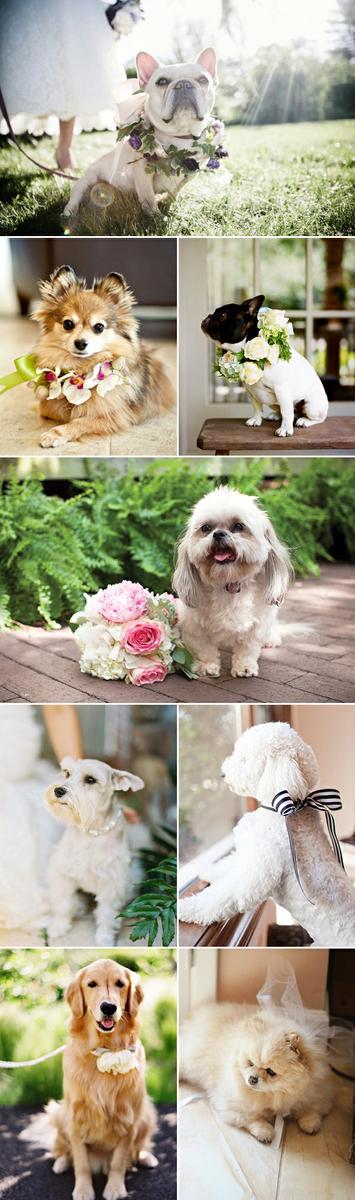perro_mascota_boda_ana_pla_decoracion_eventos_candy_bar2