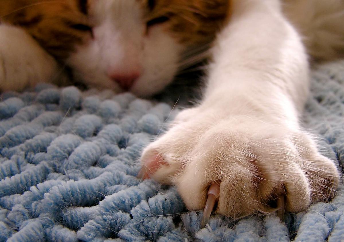 Te afeitaste con la mano del gato