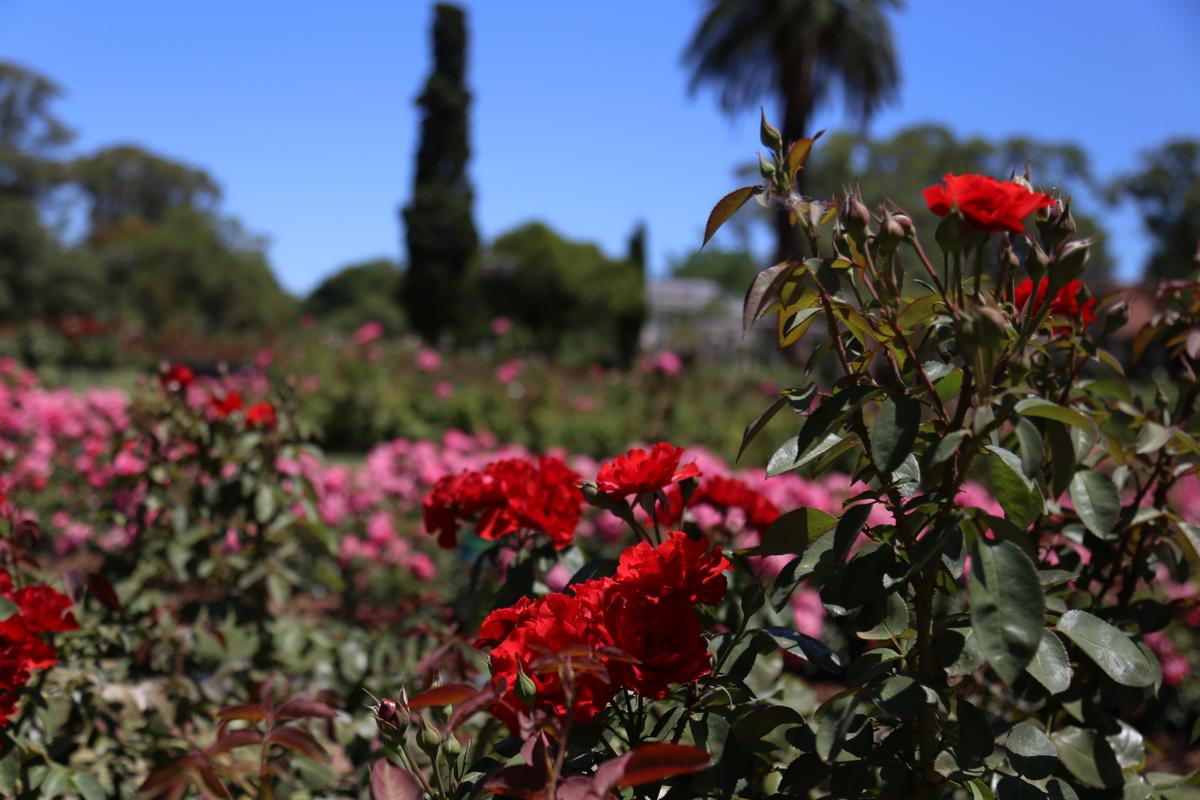 rosedal-palermo-buenos-aires