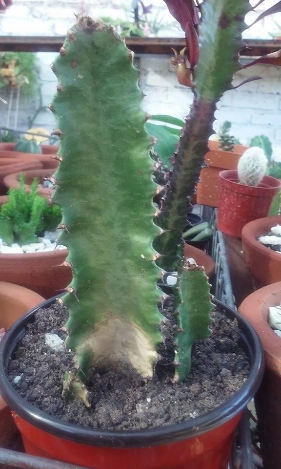 euphorbia lactea mia1
