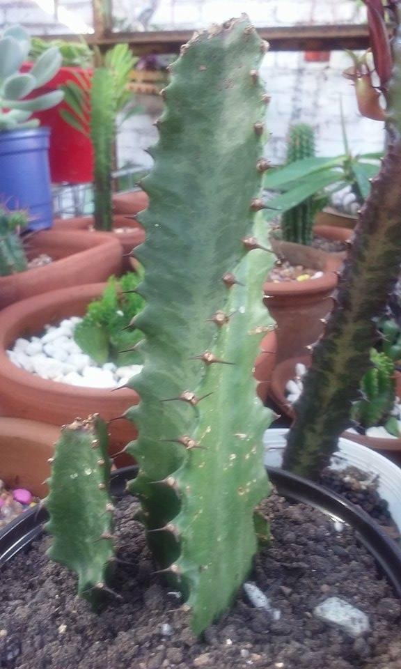 euphorbia lactea mia2