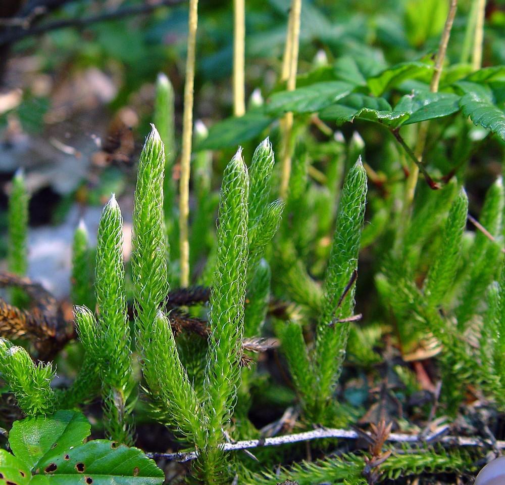 lycopodium