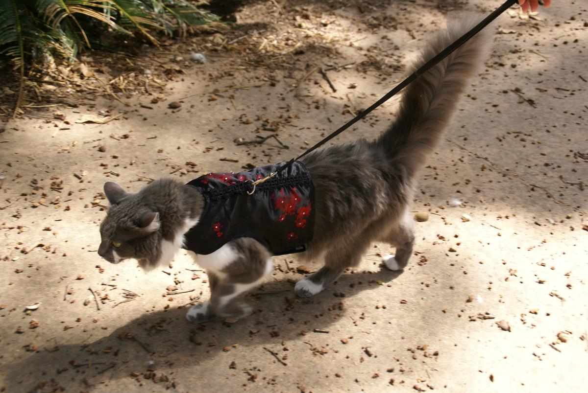 Se puede sacar a pasear a un gato con una correa