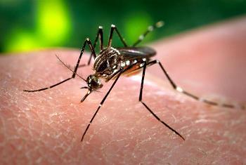 Virus Zika: prevención natural