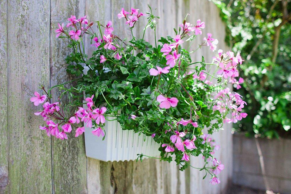 preparar el jardin maceta colgante