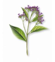 champ-y-serum-anticaida-champ-y-serum-anticada-lnea-quinina-de-klorane