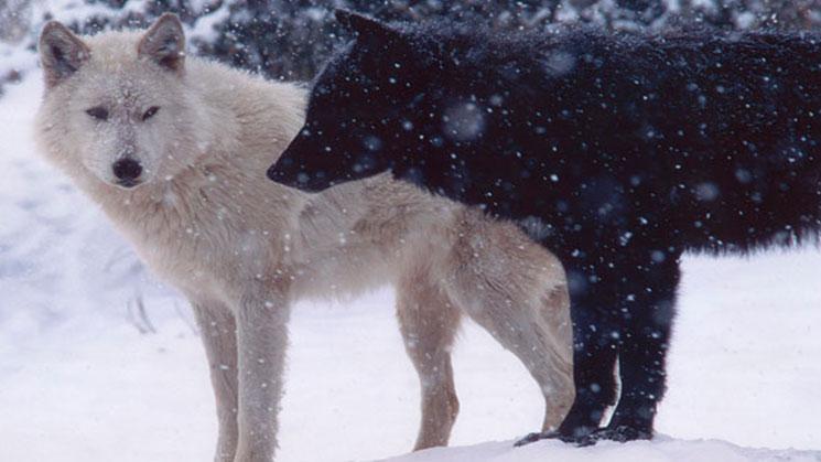 dos lobos