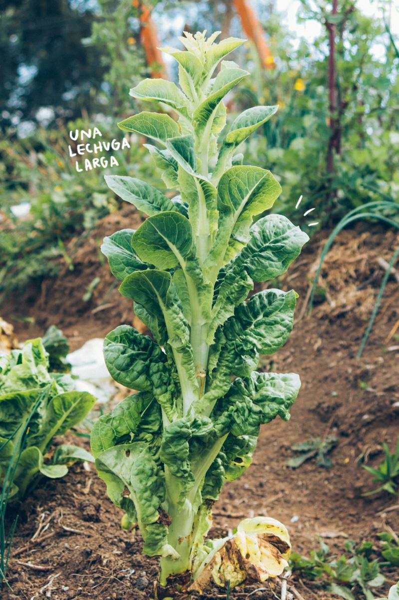Lechuga larga