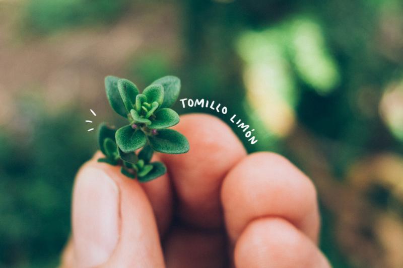 Tomillo limón