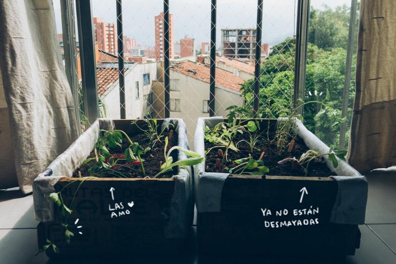 Mi mini-huerta, ya en casa