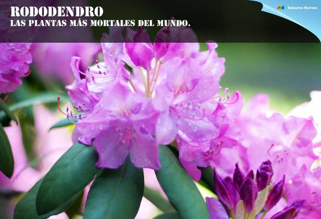 Rododendro