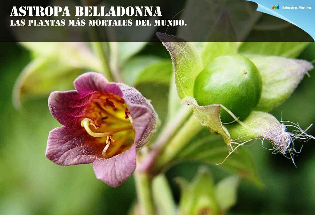 ASTROPA BELLADONA