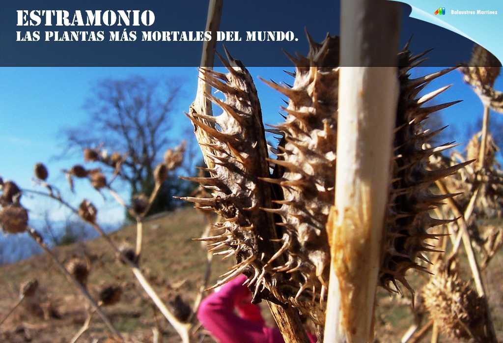 Estramonio